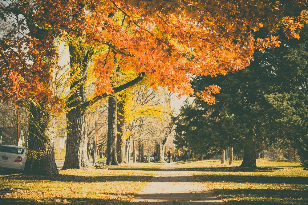 Arboretum: How did we get here?