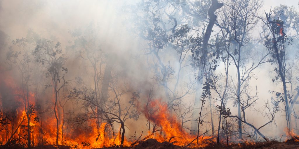 Forest fire 