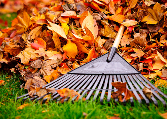 Fall leaves
